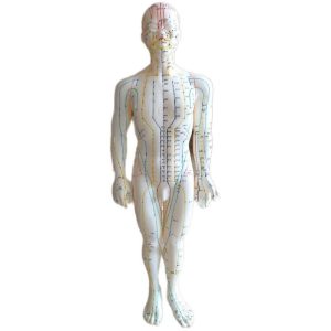 مولاژ طب سوزنی بدن – حروف انگلیسی – ارتفاع 50 سانت