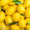 لیمو ترش